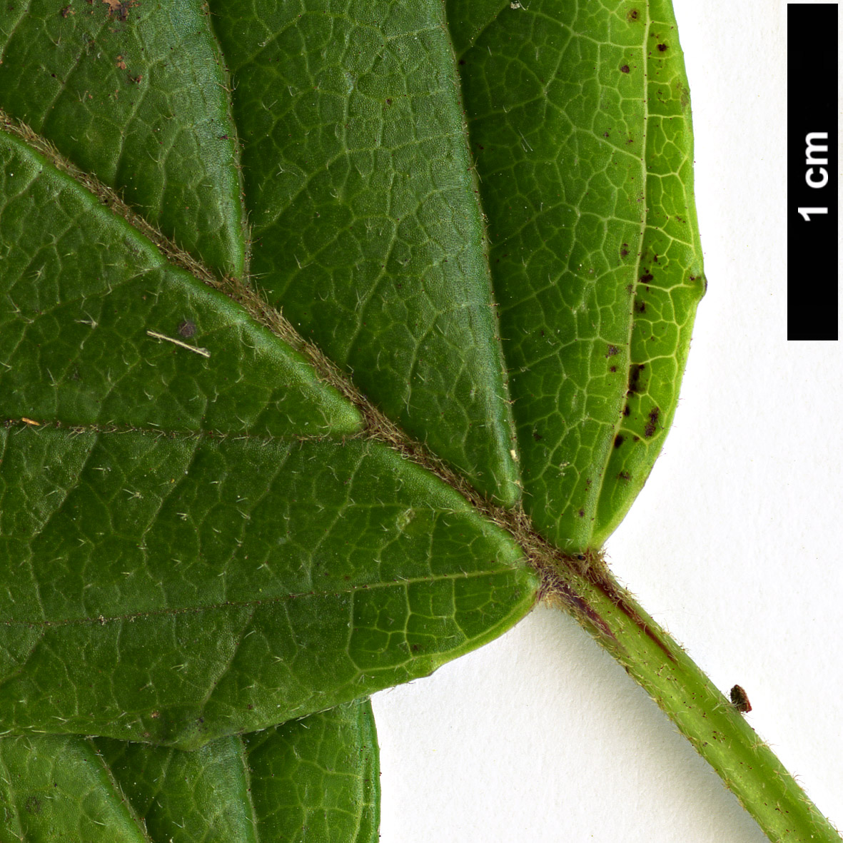 High resolution image: Family: Adoxaceae - Genus: Viburnum - Taxon: dentatum - SpeciesSub: var. pubescens